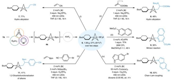 Fig. 3BCP-BF3K的合成及其光氧化還原轉化（圖片來源：Nat. Chem.）