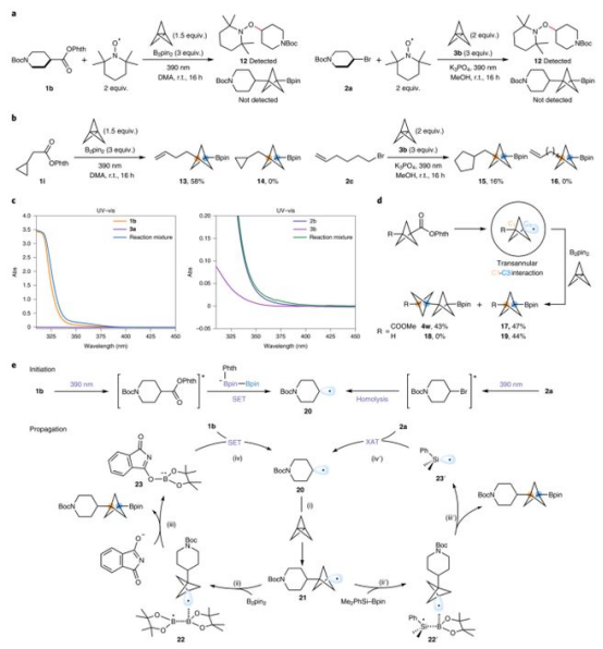 Fig. 4反應機理研究（圖片來源：Nat. Chem.）