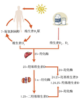 圖1 VD活性形式轉變示意圖