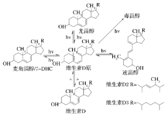 圖2 VD的光化學反應